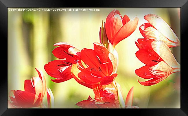"MORNING SUNSHINE THROUGH THE TRITONIA"  Framed Print by ROS RIDLEY