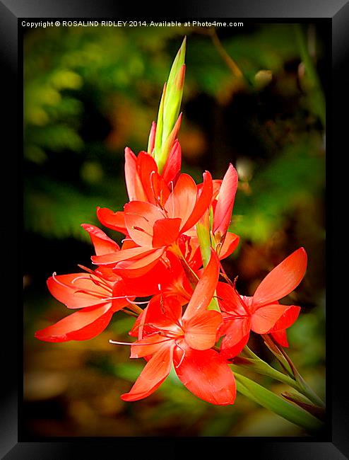 "MINIATURE CROCOSMIA"  Framed Print by ROS RIDLEY