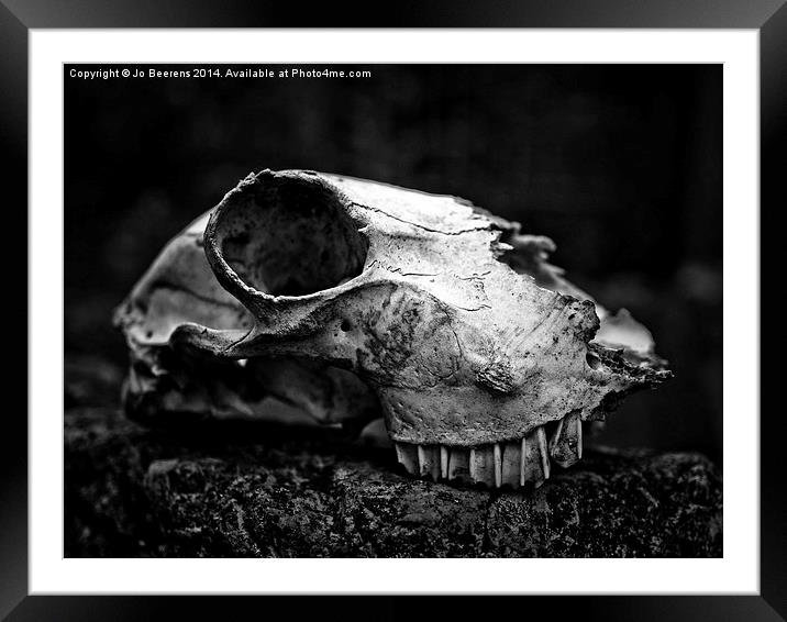 animal skull Framed Mounted Print by Jo Beerens