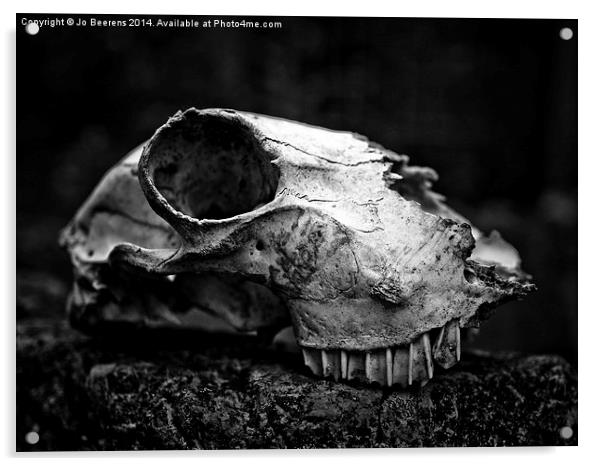 animal skull Acrylic by Jo Beerens