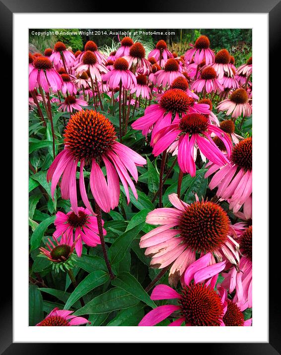 Pink Echinacea's  Framed Mounted Print by Andrew Wright
