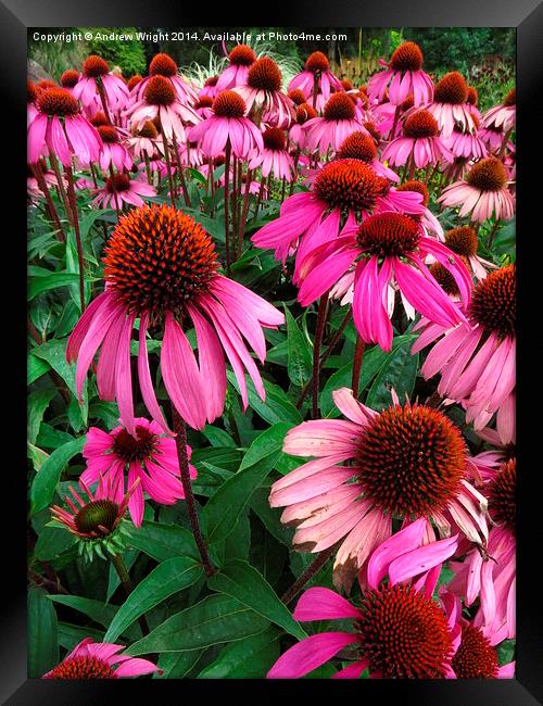  Pink Echinacea's  Framed Print by Andrew Wright