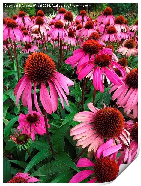  Pink Echinacea's  Print by Andrew Wright