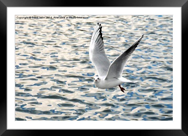 The Ring-billed Gull in flight Framed Mounted Print by Frank Irwin