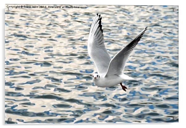  The Ring-billed Gull in flight Acrylic by Frank Irwin