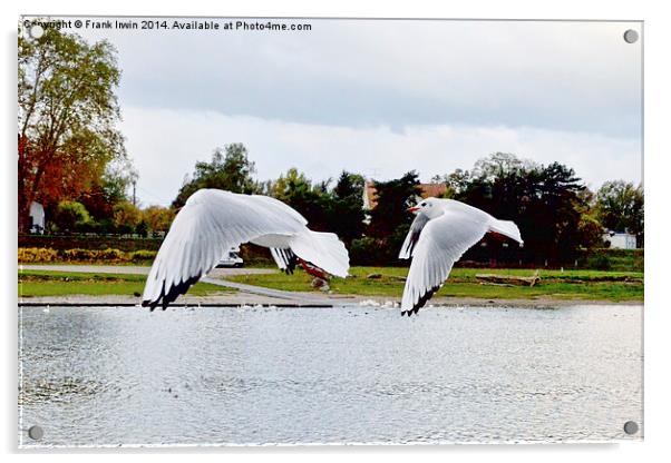  Ring-billed Gulls in flight Acrylic by Frank Irwin