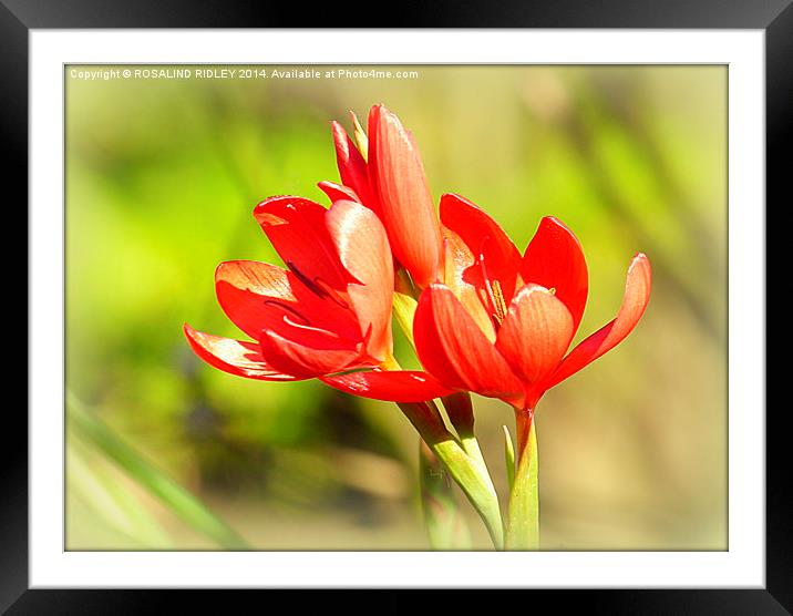 "TRITONIA" GARDEN FLOWERS  Framed Mounted Print by ROS RIDLEY