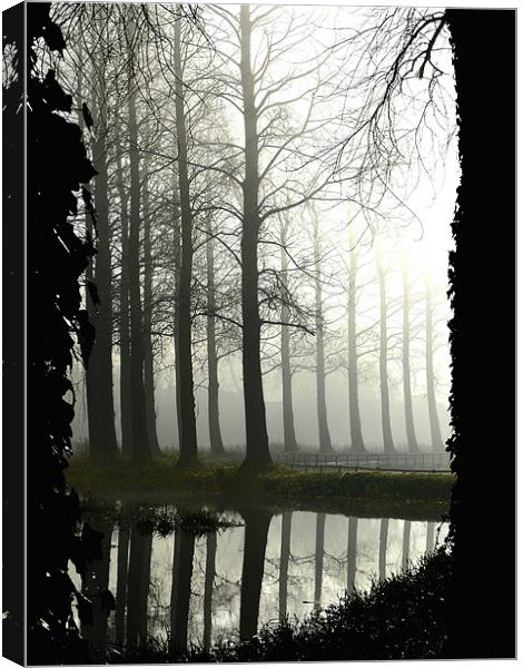 Mist River -shrouded in mist Poplar Tress by the R Canvas Print by john hartley