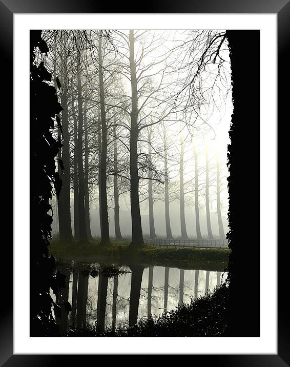 Mist River -shrouded in mist Poplar Tress by the R Framed Mounted Print by john hartley