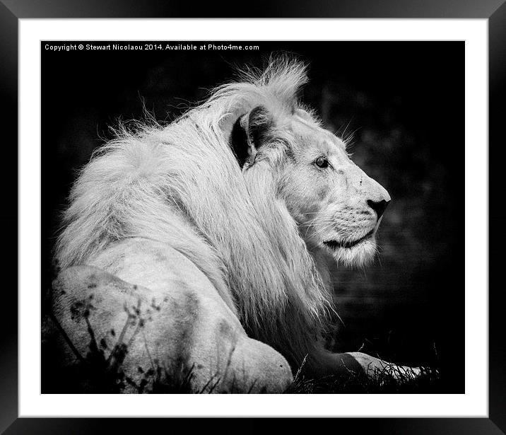 King of the Jungle Framed Mounted Print by Stewart Nicolaou