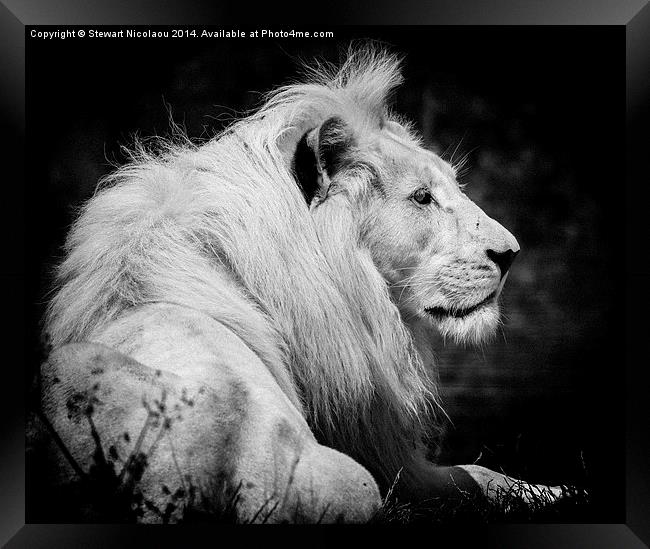 King of the Jungle Framed Print by Stewart Nicolaou