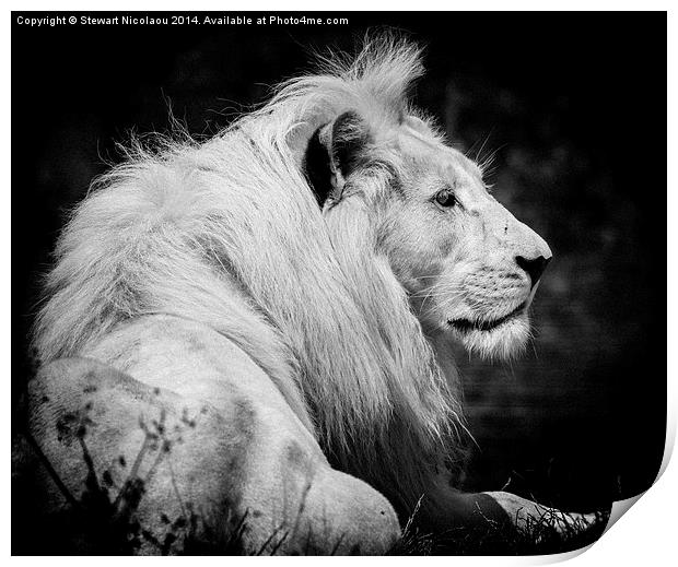 King of the Jungle Print by Stewart Nicolaou