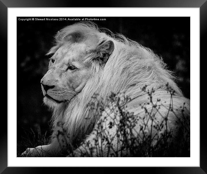 King of the Jungle Framed Mounted Print by Stewart Nicolaou