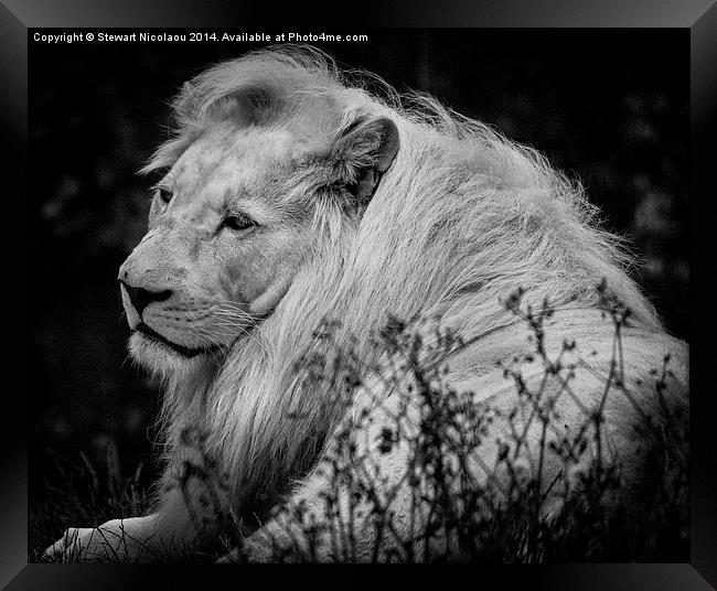 King of the Jungle Framed Print by Stewart Nicolaou