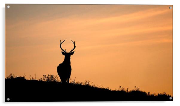   Stag silhouette Acrylic by Macrae Images