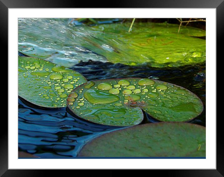  Waterdrops on Lilypads Framed Mounted Print by Pics by Jody Adams