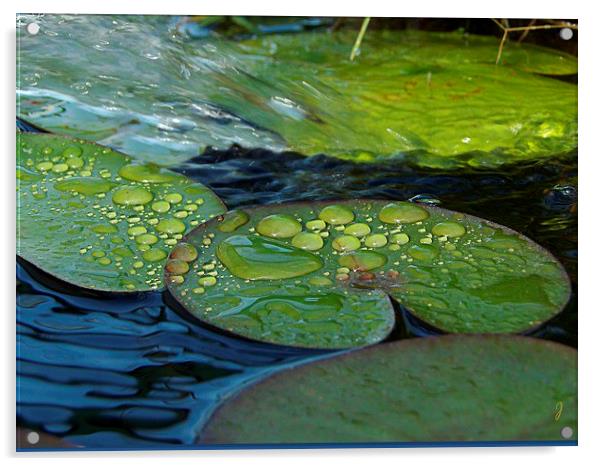  Waterdrops on Lilypads Acrylic by Pics by Jody Adams