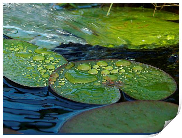  Waterdrops on Lilypads Print by Pics by Jody Adams