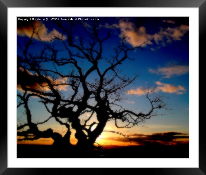  lone tree Framed Mounted Print by dale rys (LP)