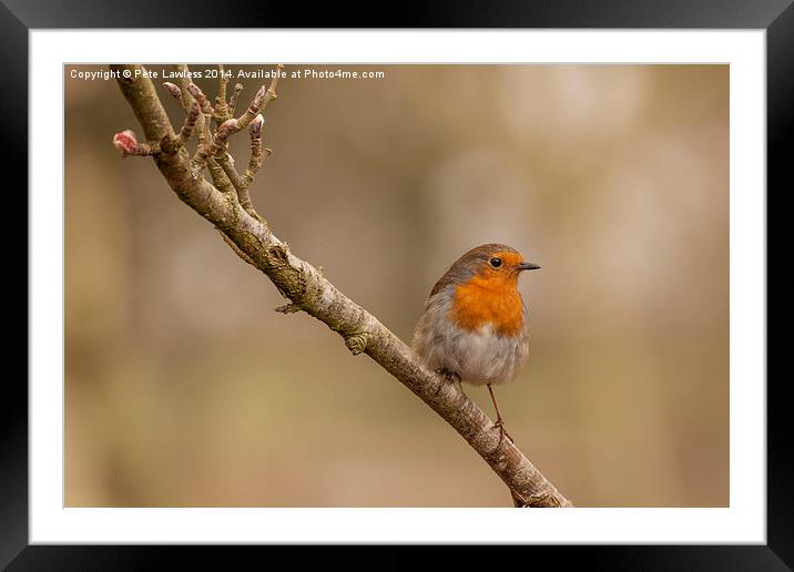  Robin Erithacus rubecula Framed Mounted Print by Pete Lawless