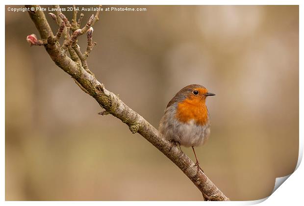  Robin Erithacus rubecula Print by Pete Lawless