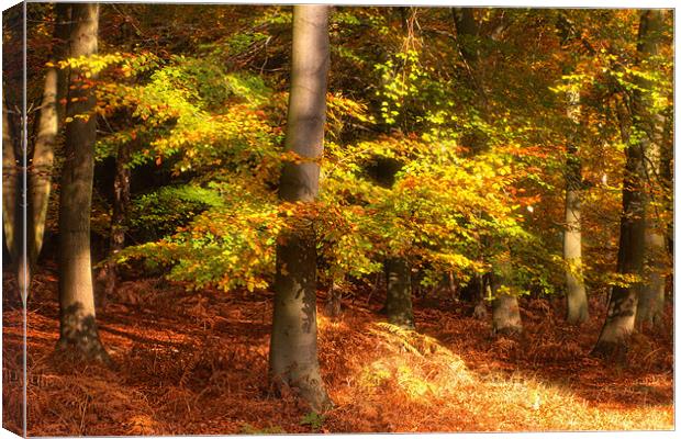 Autumn Glory Canvas Print by Ann Garrett