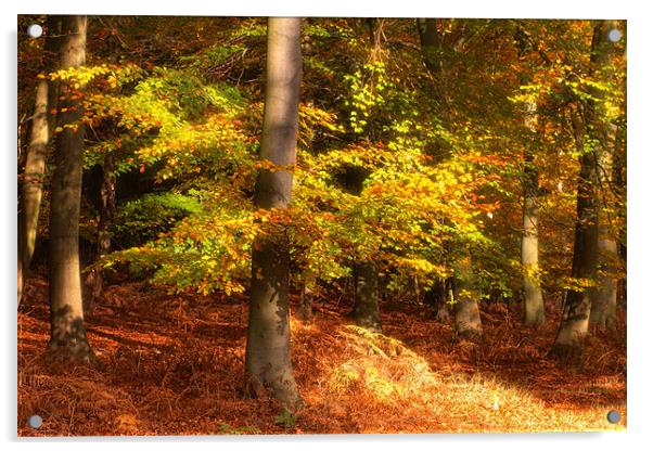 Autumn Glory Acrylic by Ann Garrett