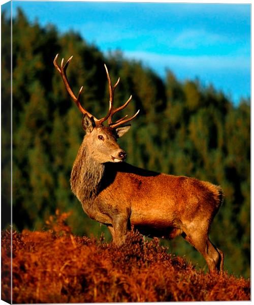  Red deer stag Canvas Print by Macrae Images