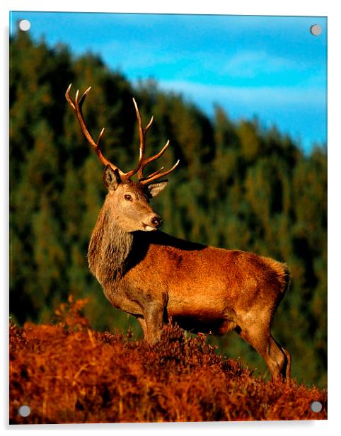  Red deer stag Acrylic by Macrae Images