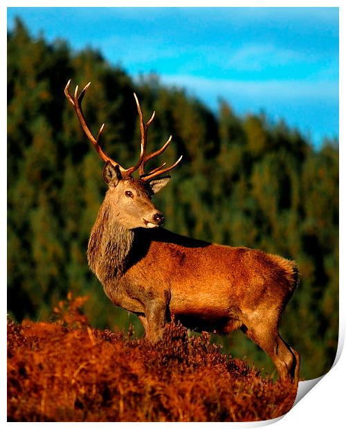  Red deer stag Print by Macrae Images