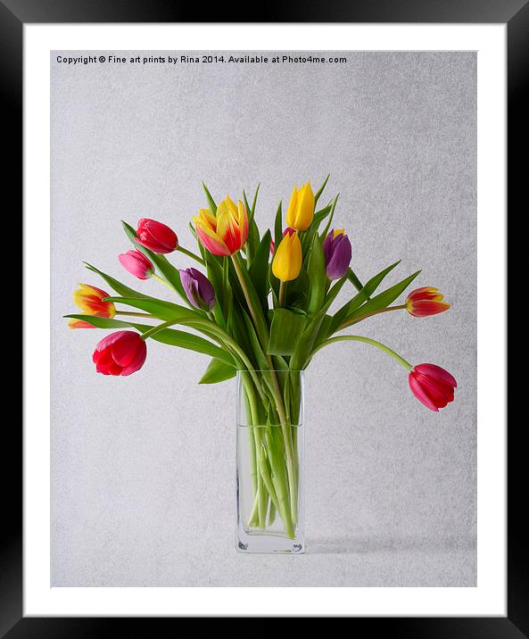  Pretty coloured Tulips Framed Mounted Print by Fine art by Rina