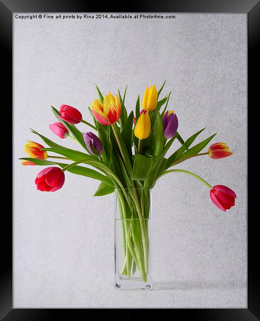  Pretty coloured Tulips Framed Print by Fine art by Rina