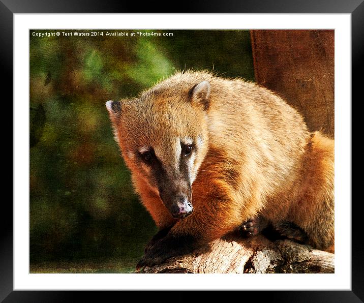  Ring-Tailed Coati (Nasua nasua) Framed Mounted Print by Terri Waters