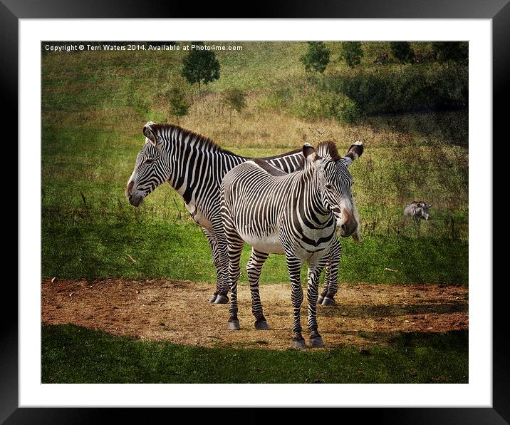  Grevy's Zebras Framed Mounted Print by Terri Waters