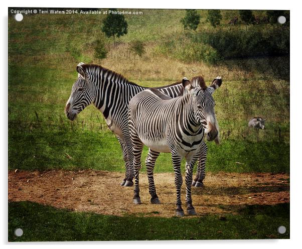  Grevy's Zebras Acrylic by Terri Waters