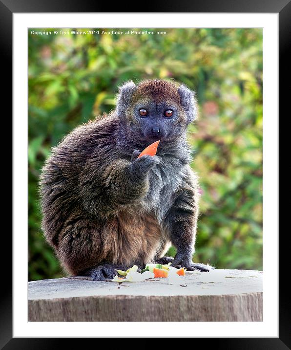  Alaotran Gentle Lemur Framed Mounted Print by Terri Waters