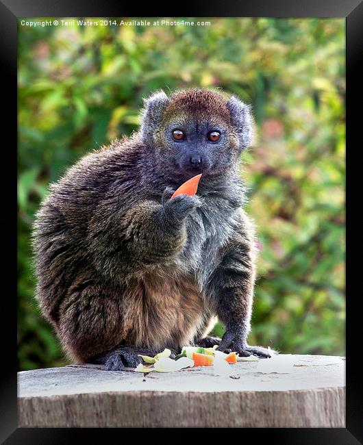  Alaotran Gentle Lemur Framed Print by Terri Waters