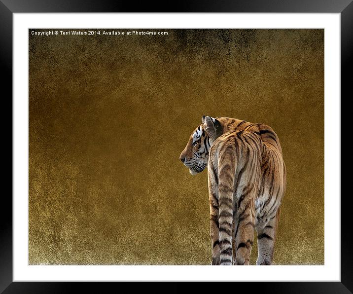  Amur Tiger Framed Mounted Print by Terri Waters