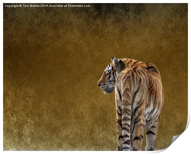  Amur Tiger Print by Terri Waters