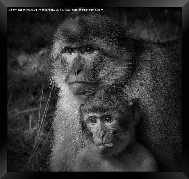 Cheeky Monkey Black And White  Framed Print by rawshutterbug 