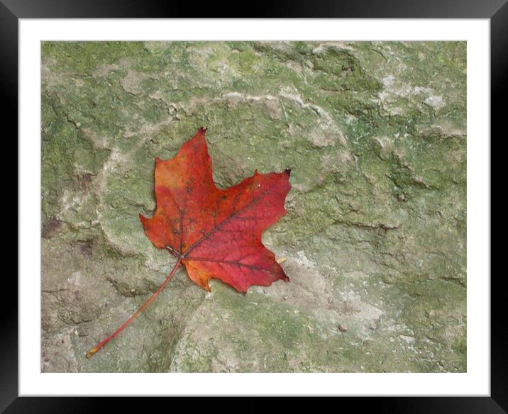 Rocky Leaf Framed Mounted Print by Donna-Marie Parsons