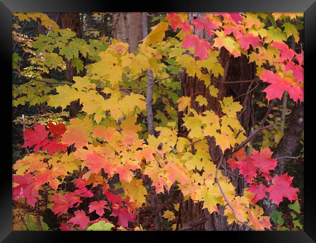 Waves of autumn colour Framed Print by Donna-Marie Parsons