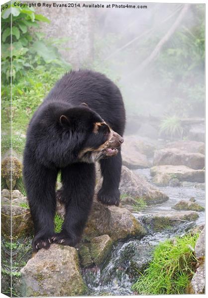  Speckled Bear in the waters mist Canvas Print by Roy Evans