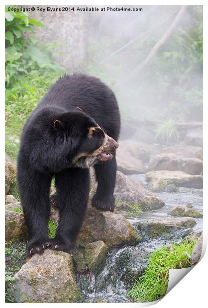  Speckled Bear in the waters mist Print by Roy Evans