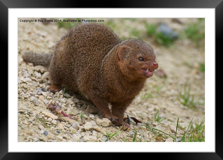  Mongoose warns not to go near his dinner Framed Mounted Print by Roy Evans