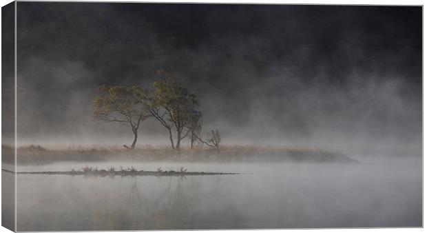  Trees in the mist Canvas Print by Rory Trappe