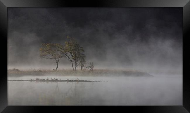  Trees in the mist Framed Print by Rory Trappe