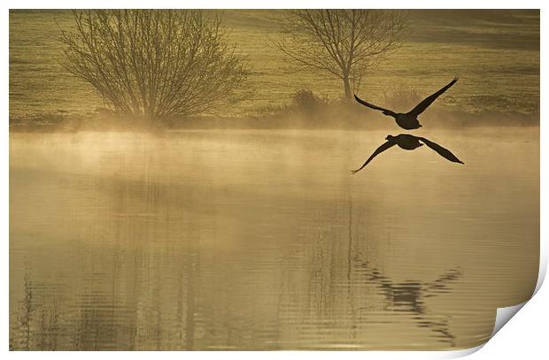 Geese at Dawn  Print by Joyce Storey