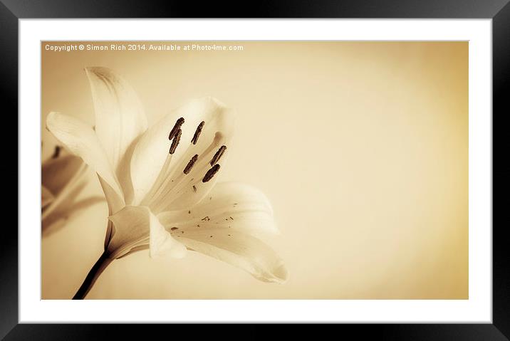  Lily. Framed Mounted Print by Simon Rich