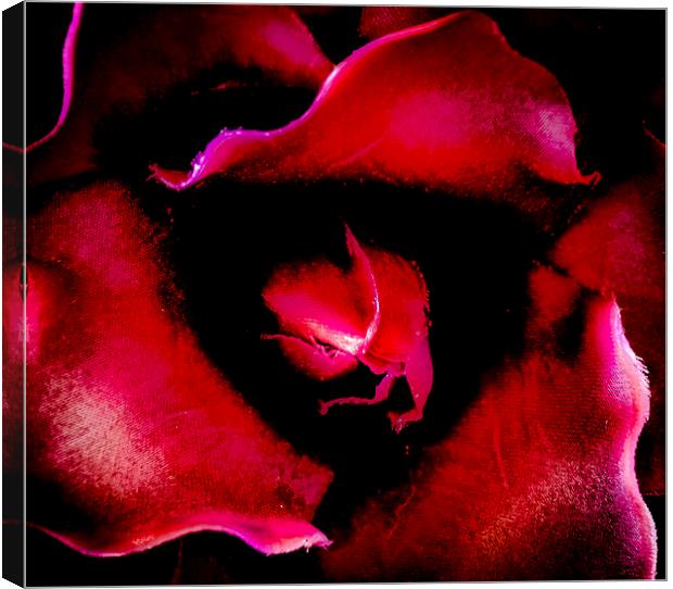  Blood Rose Canvas Print by David Martin